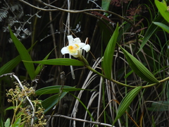 Sobralia