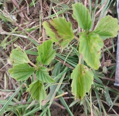 Malvastrum coromandelianum