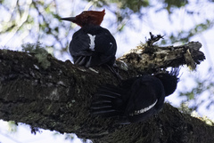 Campephilus magellanicus