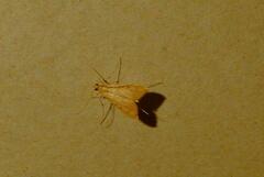 Antigastra catalaunalis
