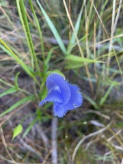 Gentianopsis virgata