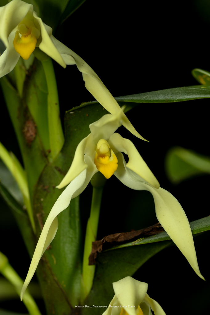Maxillaria inaudita