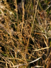 Elymus repens