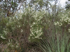 Hakea rostrata