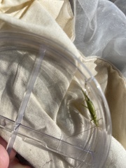 Oecanthus argentinus