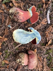 Rubroboletus
