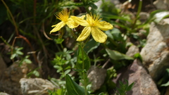 Hypericum richeri