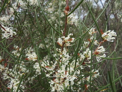 Hakea rostrata