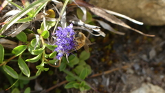Veronica allionii