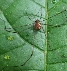 Opiliones