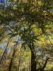 Quercus phellos