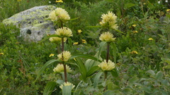 Gentiana burseri villarsii