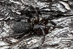 Gnaphosidae