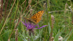 Centaurea uniflora
