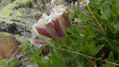 Silene cordifolia