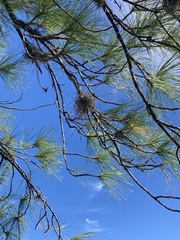 Pinus serotina