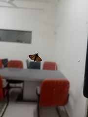 Cnaphalocrocis medinalis