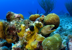 Gymnothorax miliaris