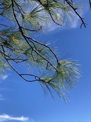 Pinus serotina