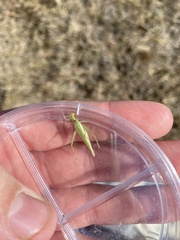 Oecanthus argentinus