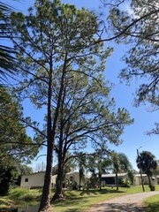 Pinus serotina