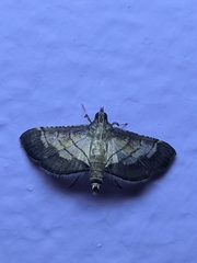 Cnaphalocrocis trebiusalis