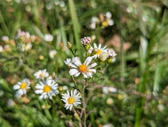 Symphyotrichum dumosum