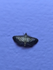 Cnaphalocrocis trebiusalis