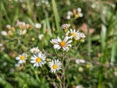 Symphyotrichum dumosum