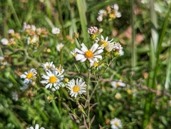 Symphyotrichum dumosum