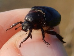 Strigoderma arbicola