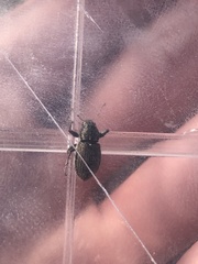 Naupactus
