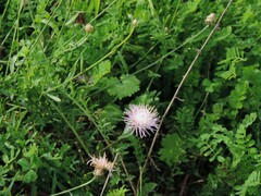 Centaurea deusta
