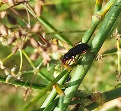 Harpalus rubripes