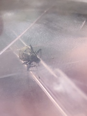 Naupactus