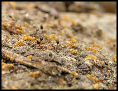 Monomorium subopacum