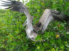 Pelecanus occidentalis urinator