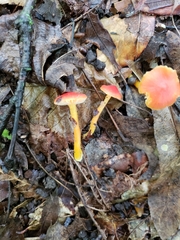 Hygrocybe mucronella
