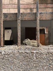 Funambulus pennantii