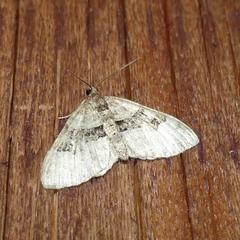 Xanthorhoe lacustrata