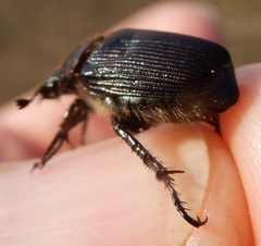 Strigoderma arbicola