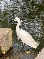 Egretta