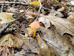 Hygrocybe mucronella