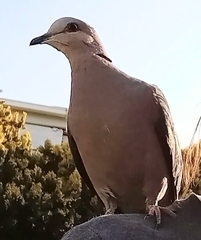 Streptopelia semitorquata
