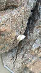 Echinolittorina modesta