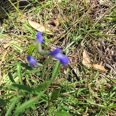 Scutellaria integrifolia