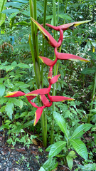 Heliconia × rauliniana