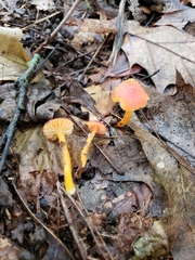 Hygrocybe mucronella