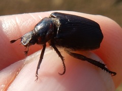 Strigoderma arbicola