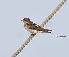 Hirundo rustica